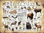 Wildlife of Grand Teton National Park poster