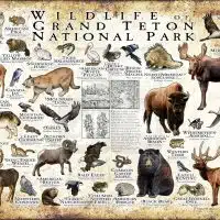 Wildlife of Grand Teton National Park poster