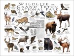 Wildlife of Grand Teton National Park poster