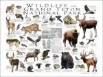 Wildlife of Grand Teton National Park poster