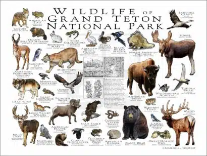 Wildlife of Grand Teton National Park poster