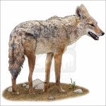 African Wolf illustration