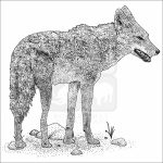 African Wolf black and white drawing