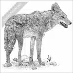 African Wolf black and white stock image