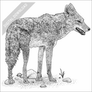 African Wolf black and white stock image