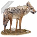 African Wolf stock image