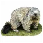 Alpine Marmot illustration