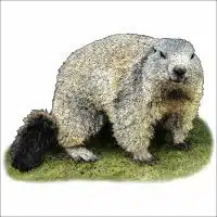 Alpine Marmot illustration