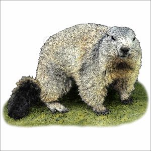 Alpine Marmot illustration