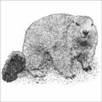 Alpine Marmot black and white drawing