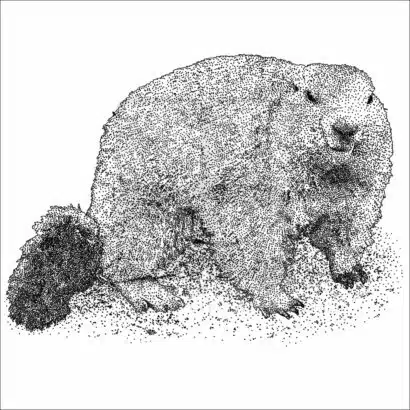 Alpine Marmot black and white drawing