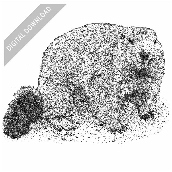 Alpine Marmot black and white stock drawing