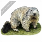 Alpine Marmot stock image