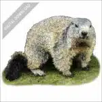 Alpine Marmot stock image