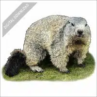 Alpine Marmot stock image