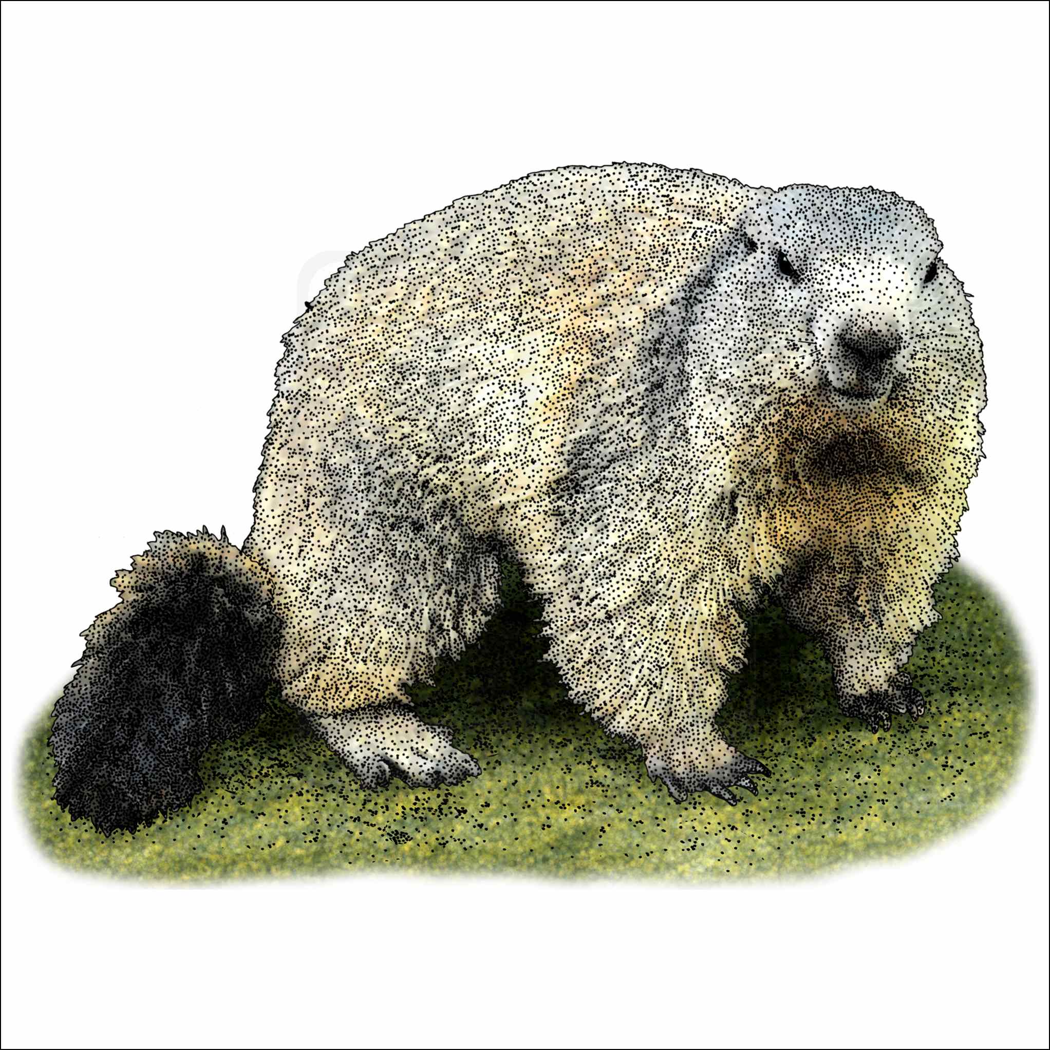 Alpine Marmot Alpine Marmot illustration