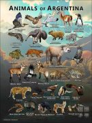 Wildlife of Argentina poster