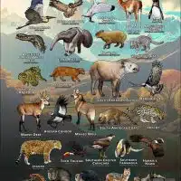 Wildlife of Argentina poster