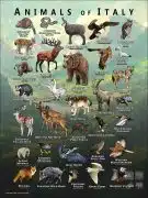 Wildlife of Italy poster
