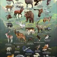 Wildlife of Italy poster