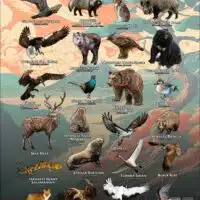 Wildlife of the Japan poster