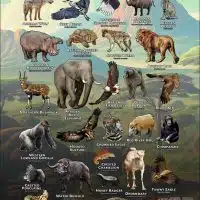 Wildlife of Nigeria poster