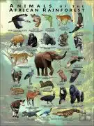 Animals of the African Rainforest poster print