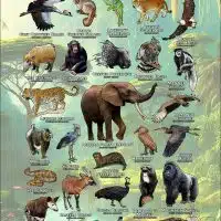 Animals of the African Rainforest poster print
