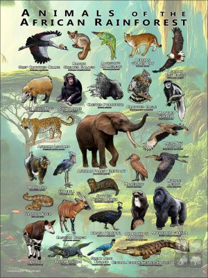 Animals of the African Rainforest poster print