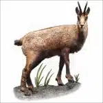 Balkan Chamois drawing