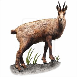 Balkan Chamois drawing