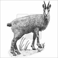 Balkan Chamois black and white drawing