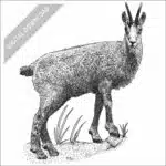 Balkan Chamois black and white stock drawing