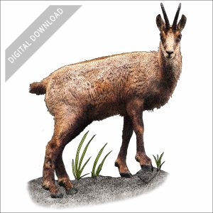 Balkan Chamois stock art illustration