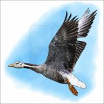 Bar-Headed Goose illustration