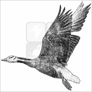 Bar-Headed Goose illustration