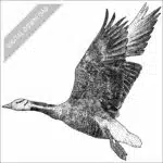 Bar-Headed Goose black and white stock image