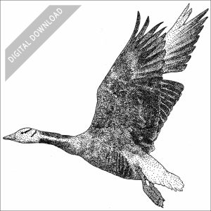 Bar-Headed Goose black and white stock image