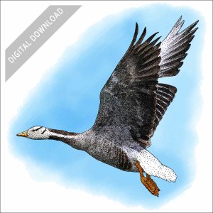 Bar-Headed Goose stock illustration