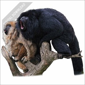 Black Howler Monkeys stock image