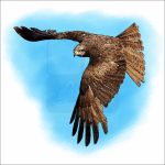 Black Kite illustration
