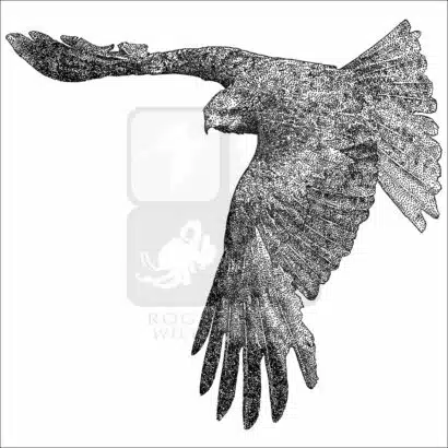 Black Kite black and white illustration