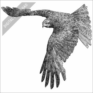 Black Kite black and white stock image