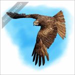 Black Kite stock Illustration