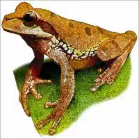 Blue-Spotted Mexican Tree Frog illustration