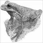 Blue-Spotted Mexican Tree Frog black and white drawing