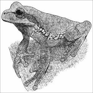 Blue-Spotted Mexican Tree Frog black and white drawing