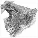 Blue-Spotted Mexican Tree Frog black and white stock drawing