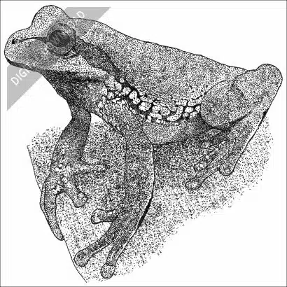 Blue-Spotted Mexican Tree Frog black and white stock drawing
