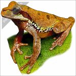 Blue-Spotted Mexican Tree Frog stock drawing
